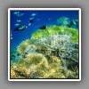 Coral Reef-3