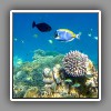 Coral Reef-4