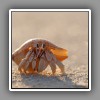 Hermit Crab-2