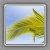 Palm leaf-2