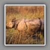 Greater One-horned Rhino-2