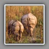 Greater One-horned Rhino-3