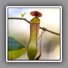 Picher Plant ( Nipenthus Distilertoria )