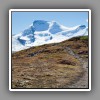 Jasper_Wilcox Pass Hiking Trail-19658