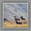 Jasper_Wilcox Pass Hiking Trail_Big Horn Sheep-18696