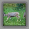 Maligne Lake Road_Mule Deer-17511