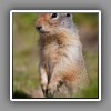 High Rock Range_Columbian Ground Squirrel_( Prairie Dog )-1