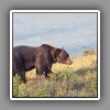 Kootenay_Grizzly Bear-1