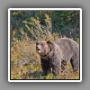 Kootenay_Grizzly Bear-2