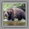 Glendale Cove_Grissly Bear-1