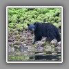 Johnstone Strait_Black Bear