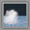 Johnstone Strait_Humpback Whale blowing