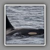 Johnstone Strait_Killer Whale