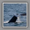 Tofino coast_Humpback Whale