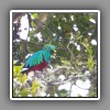 Resplendent Quetzal, male