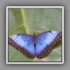 Butterfly-3