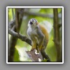 Red-backed Squirrel Monkey