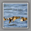 Brant geese, flying
