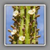 Cactus with white flowers