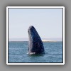Gray whale, breaching