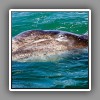 Gray Whale, touch