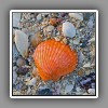 Shell, orange