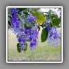 Uxmal, blue flowers