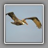 Brown Pelican, flying