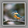 Pygmy Kingfisher