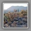Cacti landscape-1