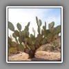 Cactus-1