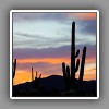 Saguaro cacti at sunrise