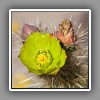 Cactus flower-1
