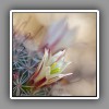 Cactus flower-2