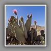 Cactus flower-3