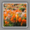 Antelope Valley, California Poppies-1