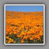 Antelope Valley, California Poppies-3