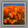 Antelope Valley, California Poppies-4