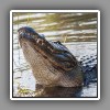 Alligator-2
