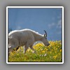 Logan Pass, Mountain Goat