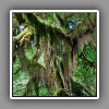Hoh Rain Forest, Hall of Mosses