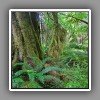 Quinault Maple Glade trail