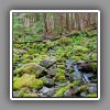 Sol Duc, forest stream
