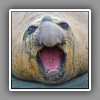 Elephant seal, portrait_1