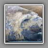 Elephant seal, portrait_2