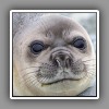 Elephant seal, young, portrait