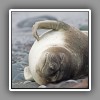 Elephant seal, young, scratching