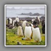 Gentoo Penguin colony