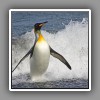 King Penguin comming ashore