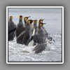 King penguins, going to sea